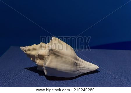 highlighted conch shell on a blue background