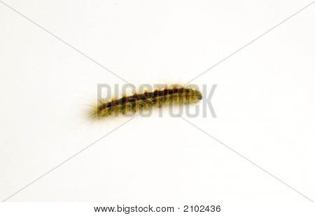 Catepillar แยกต่างหากบนพื้นสีขาว