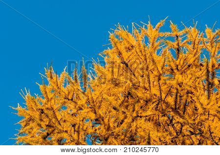 Brightly yellow needles of a larch tree against a blue sky background
