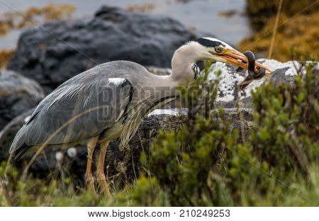 Grey Heron with eel for its lunch