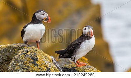 Puffins on Isle of May in the River Forth Scotland