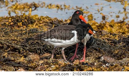 Mother and Chick Oyster Catchers on shore in Scotland