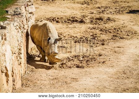 JERUSALEM, ISRAEL - JANUARY 23: The White Rhinoceros in Jerusalem Biblical Zoo, the Tisch Family Zoological Gardens in Jerusalem, Israel on January 23, 2017