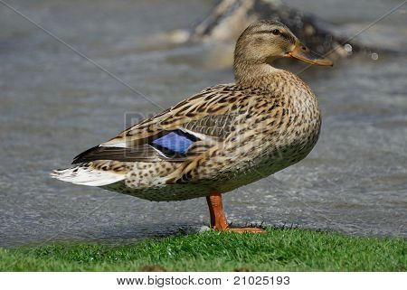 Hen Mallard