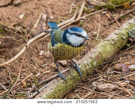 Blue Tit taken in forest in Scotland