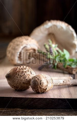 Macrolepiota Procera Is A Very Tasty Edible Mushroom