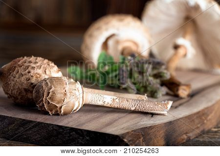 Macrolepiota Procera Is A Very Tasty Edible Mushroom