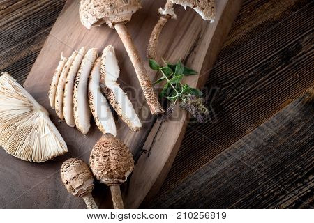 Macrolepiota Procera Is A Very Tasty Edible Mushroom