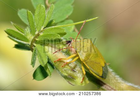 Gorse Shieldbug