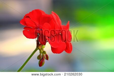 Pelargonium