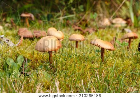 Mower's mushrooms in the moss of a garden