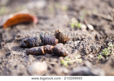 dog feces . In the park in nature