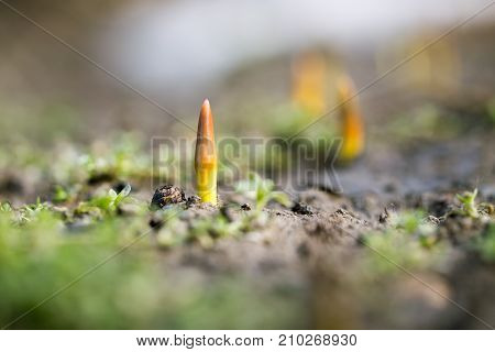 flower seedlings. macro . In the park in nature