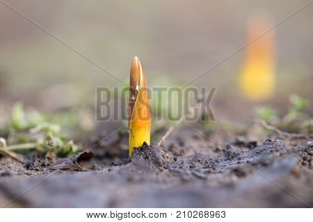 flower seedlings. macro . In the park in nature