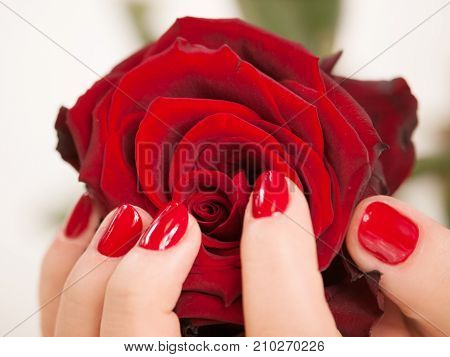 Womans hand with red manicure hold rose flower