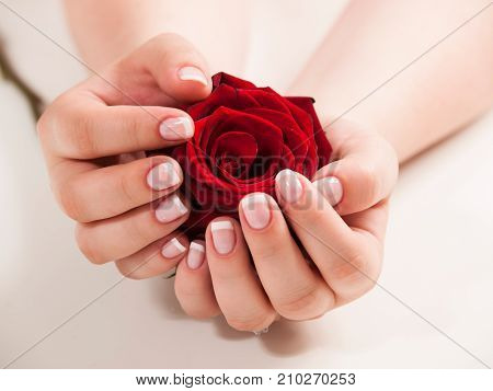 Beautiful woman hand with polished nails in french style holding rose