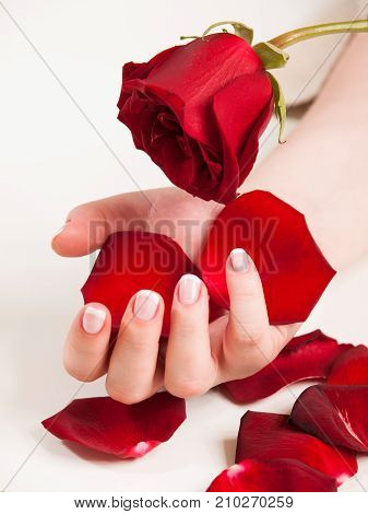 Womans hand with french manicure hold rose flower and petals