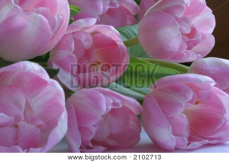 Buquê de tulipas linda em luz difusa