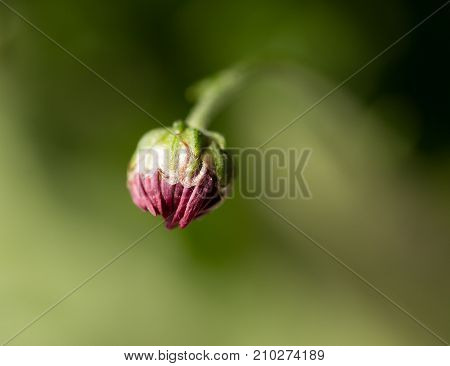 flower seedlings. macro . In the park in nature
