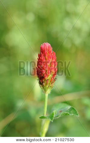 Trifoglio Bloom