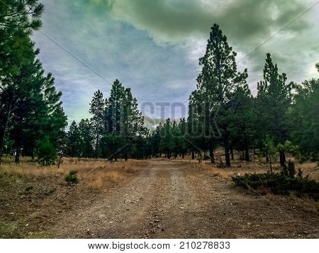 Empty dirt road leading into the forest