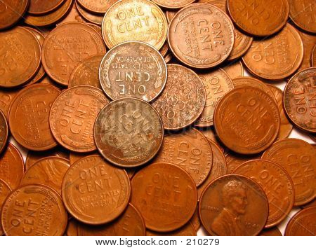 Buğday Pennies