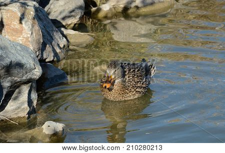 Mallard duck hen resting in lake close to rocky bank as shield from wind