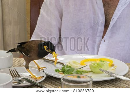 Common myna is eating an amlet from a tourist's plate in a cafe