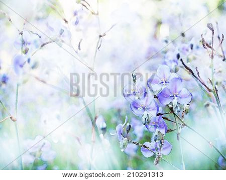 Abstract watercolor floral background of crested serpent sweet purple flowers in the field.