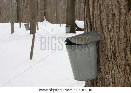 Acero Syrup.Jpg