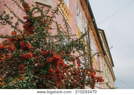 Llex aquifolium on the background of beautiful pink historical building with sculpture in Prague