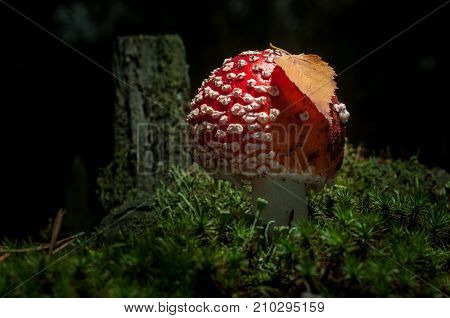 Mushrooms in the forest are illuminated by the sun's rays of light.