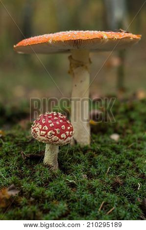 Mushrooms in the forest are illuminated by the sun's rays of light.