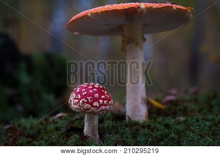 Mushrooms in the forest are illuminated by the sun's rays of light.