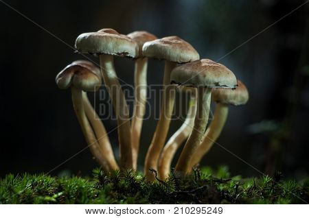 Mushrooms in the forest are illuminated by the sun's rays of light.