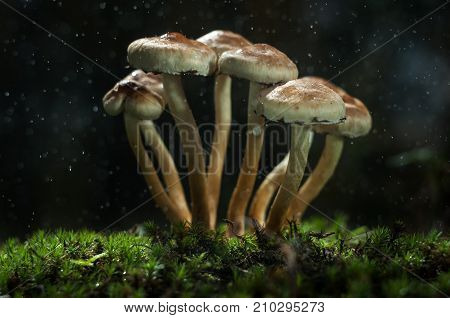 Mushrooms in the forest are illuminated by the sun's rays of light.