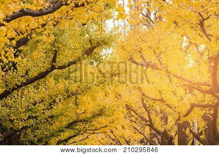 Ginkgo leaf yellow colour during autumn season Japan