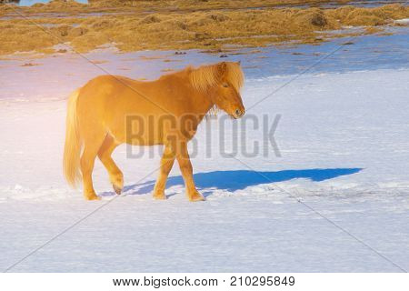 Icelandic horse on snow Iceland farm animal in winter season