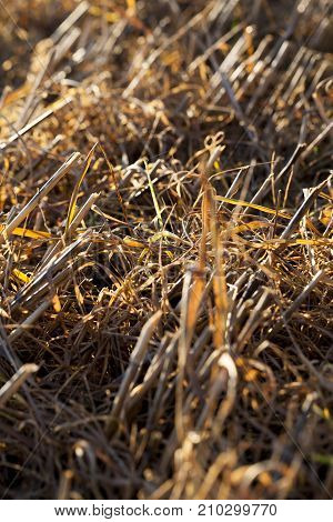 Dried And Withered, Blades Of Wheat In An Agricultural Field. Photo Closeup In Autumn. The Plant Is 