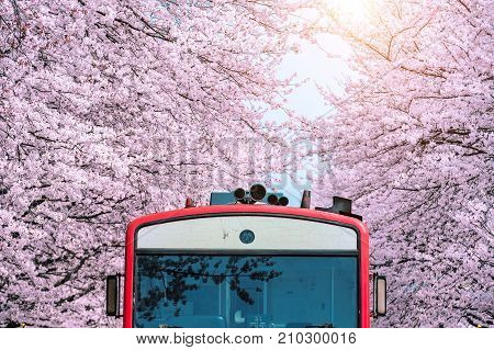 Cherry Blossom Or Sakura And Trian In Spring At Jinhae, South Korea.