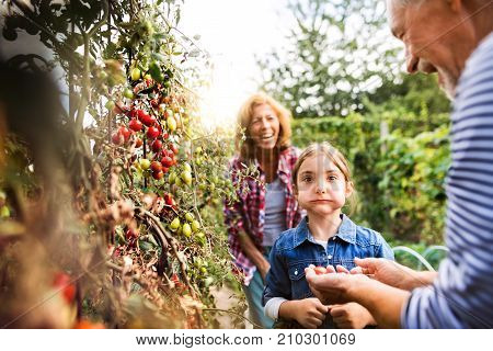 Happy healthy senior couple with their grandaughter harvesting vegetables on allotment. Man, woman and a small girl gardening.