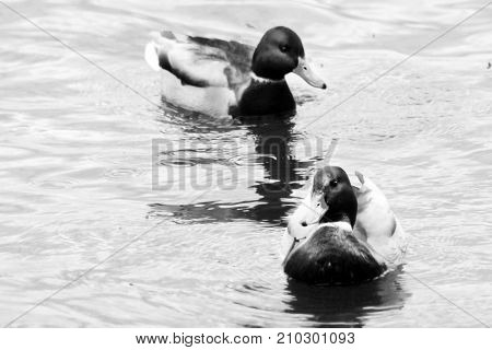 Two Beautiful Ducks Swim In The Pond