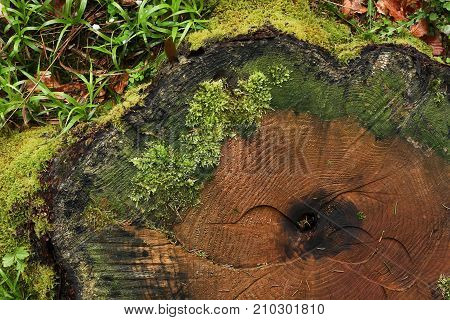 Stump. Top view of old section of tree with moss.