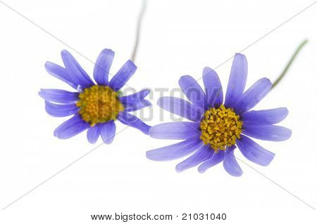 Flores de color azul Felicia aislados sobre fondo blanco