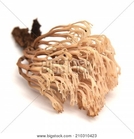 artromyces pyxidatus mushroom isolated on white background