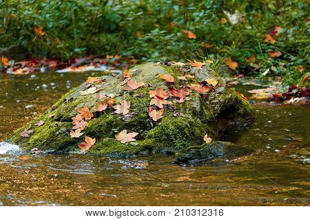 Autumn, Fall Wild River Doubrava, Picturesque Landscape.