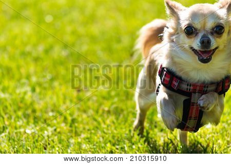 Small Young Cute Chihuahua Dog Is Running