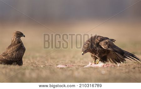 Birds Of Prey Buzzards
