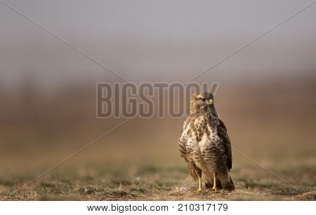 Bird Of Prey Buzzard