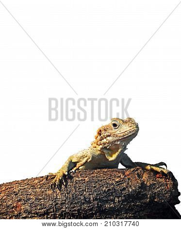 Painted Dragon on Branch Isolated on White Background Clipping Path